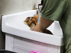 -叮叮猫咪生活馆