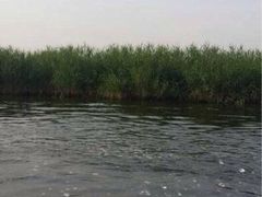 白洋淀锅里口灶台鱼-白洋淀锅里口灶台鱼