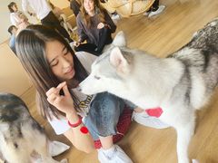 -Husky Go! 哈士奇体验馆·宠物咖啡厅狗咖