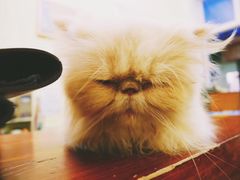 -猫色咖啡·猫咖