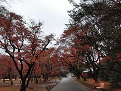 -一兰拉面(新宿中央东口店)