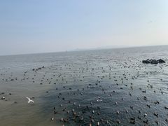 -深圳湾公园(南山区)