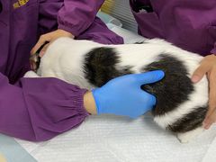 -顺强宠物诊所·狂犬免疫·夜诊·骨科(嘉定店)