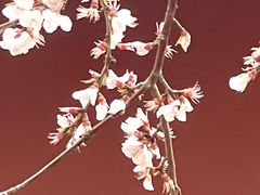 -桃花堤公园