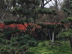 -金鸡湖桃花岛