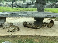 -北京野生动物园