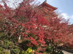 -有栖山 清光院 清水寺