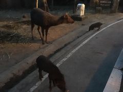-清迈夜间动物园
