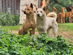 -龙华素斋(龙华路店)