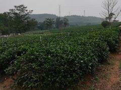 -美的鹭湖探索王国