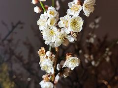 -红梅公园