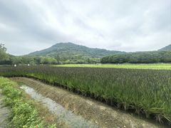 -八卦田遗址公园