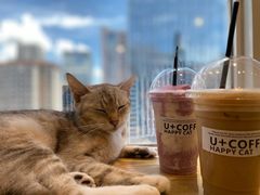 -Heymao猫咖.咖啡厅(东门店)