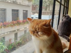 -more than meow吴止猫主题餐厅(承德 中船汇店)