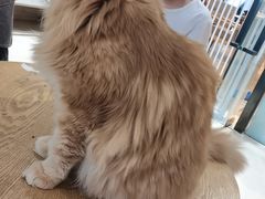 -藏猫猫咖啡主题馆(中央大道店)