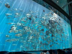 -瑞德姆美人鱼海底演艺主题餐厅(亚龙湾店)