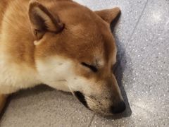 -喜柴咖啡·柴犬狗咖