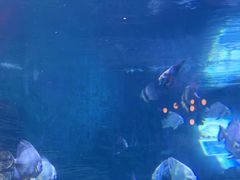 -烟台海昌鲸鲨海洋公园