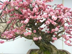 -香雪海