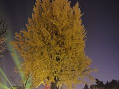 -大雁塔北广场音乐喷泉