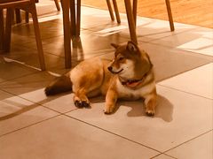 -柴务处·柴犬主题狗咖