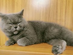 -喵园·猫主题咖啡厅·撸猫·猫咖(国贸店)