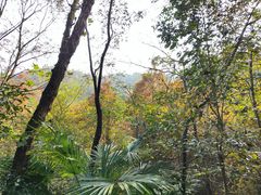 -凤栖山