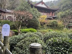 -十八棵（老龙井）御茶园(老龙井店)