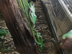 -广州长隆飞鸟乐园