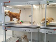 -翊宠yipet猫狗购宠庄园犬舍•猫舍