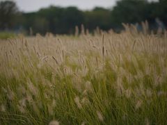 -汉长安城未央宫国家考古遗址公园