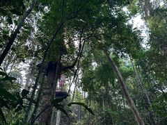 -西双版纳原始森林公园