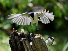 -上海共青森林公园