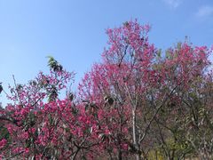 -深圳仙湖植物园