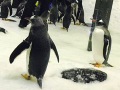 -悉尼海洋生物水族馆