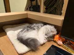 -猫腻·猫咖·撸猫馆(星光大道店)