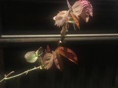 -品腐记·豆腐王朝(老门东总店)