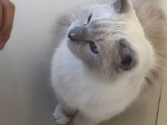 -怪兽屋·羊驼·猫咖·狗咖(俊华广场店)