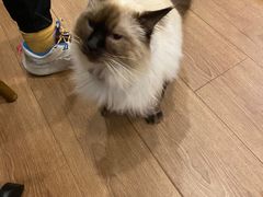 -有猫主题·治愈系猫咖(曾厝垵店)