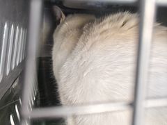 -纳吉亚猫专科动物医院·北北分院