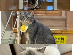 -MOCHA明星猫咖(田子坊店)