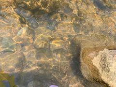 -广州白江湖森林公园