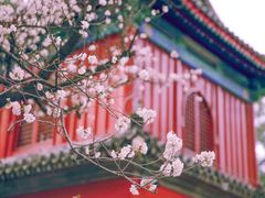 -大觉寺-停车场