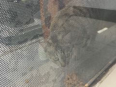 -创凡宠物医院·骨专科  猫科中心(西乡分院)