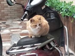 -特一安24小时宠物医院·骨科·中兽医