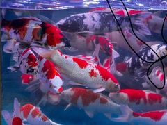 -青石桥花鸟鱼虫市场(叠翠城店)