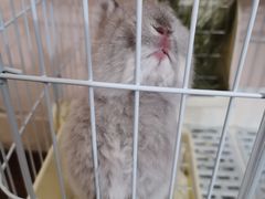 -猫猫幼稚园·撸猫·桌游·电玩