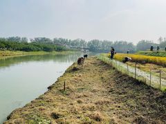 -乌村