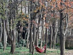 -上海共青森林公园