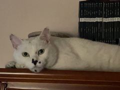 -爱侣宠医·鹦鹉专科·小型哺乳类·异宠专科(灵石路店)